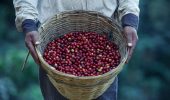 Kaffets väg från plantagen till kontoret