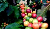 Så konsumerades kaffe förr